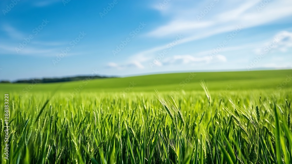 Vibrant green grass landscape with a bright blue sky and gentle clouds overhead : Generative AI Vibrant green grass landscape with a bright blue sky and gentle clouds overhead : Generative AI