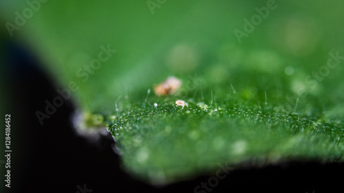 Two Spotted Spider Mite Under a Microscope, (Tetranychus Urticae) Crawling on a Hibiscus Leaf is a Species of Plant Feeding Mite a Pest photo