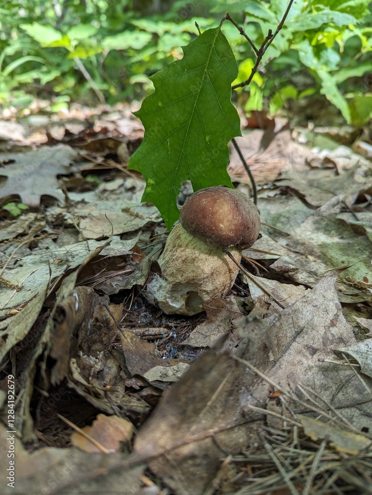 A Boletus reticulatus mushroom grows next to a young oak tree in a light forest A Boletus reticulatus mushroom grows next to a young oak tree in a light forest