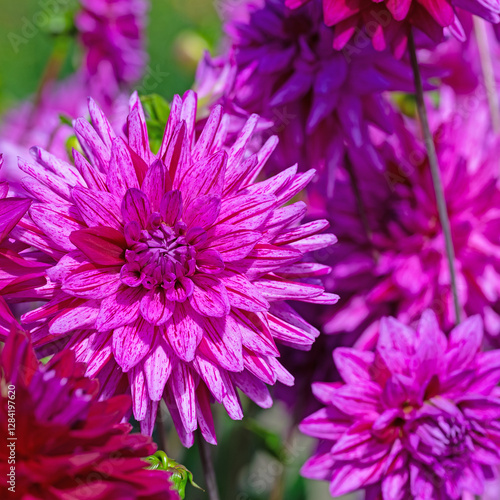  Dahlienblüten in violett  in einer Nahaufnahme