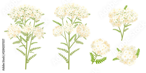 collection of blooming yarrow. set of milfoil wildflower. medicinal herbal achillea