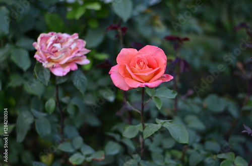 A close-up of two roses in full bloom, one pink and one red, surrounded by green leaves. The vibrant petals stand out in a soft-focus natural background.