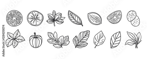 Flat linear icons set of citrus and leaves vector.