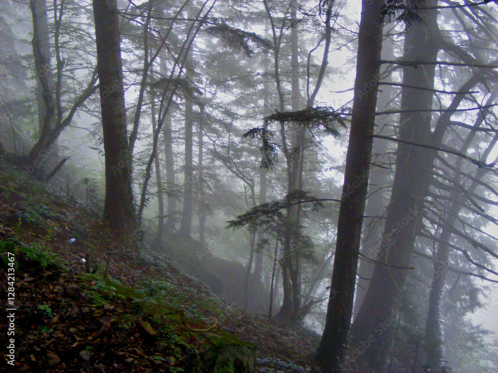 Obraz premium fog in the forest