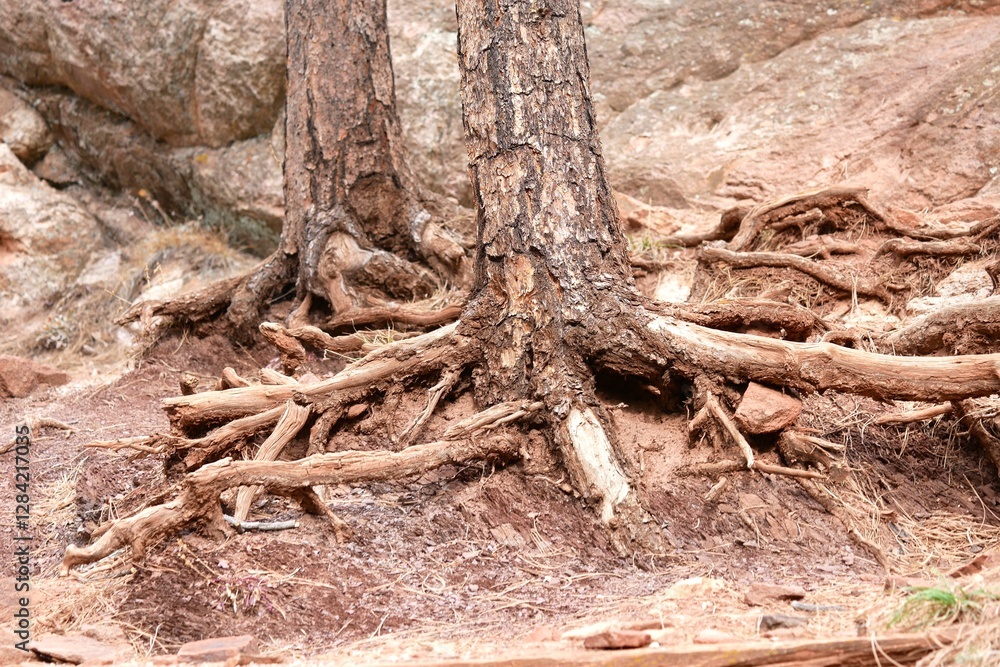 Roots of pine trees exposed by erosion of red soil, Boulder, Colorado Roots of pine trees exposed by erosion of red soil, Boulder, Colorado