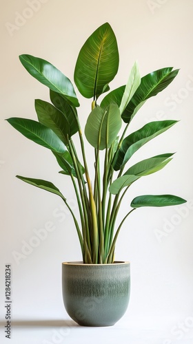 Large Green Indoor Plant in Stylish Ceramic Pot on Light Background
