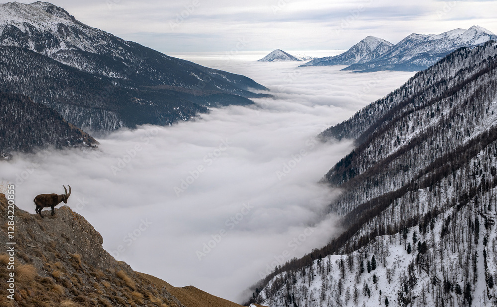 Panoramic view from above of an Alpine ibex or wild Alpine goat (Capra ibex) standing at the edge of a ridge against the backdrop of an incredible sea of clouds enveloping the valley floor. Italy.