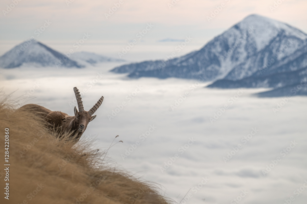 Panoramic view of an Alpine ibex or wild mountain goat (Capra ibex) standing on a steep slope against sea of clouds background. Italy.