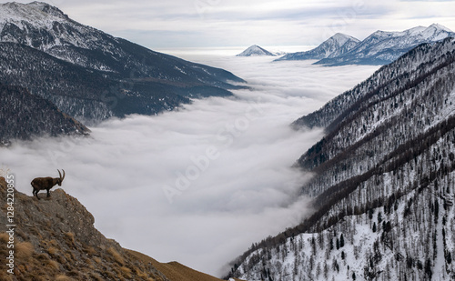Obraz na płótnie Panoramic view from above of an Alpine ibex or wild Alpine goat (Capra ibex) standing at the edge of a ridge against the backdrop of an incredible sea of clouds enveloping the valley floor. Italy. w salonie