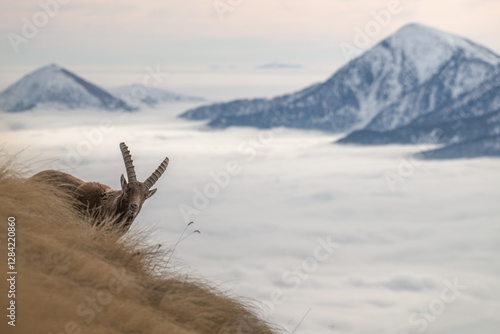 Panoramic view of an Alpine ibex or wild mountain goat (Capra ibex) standing on a steep slope against sea of ​​clouds background. Italy.