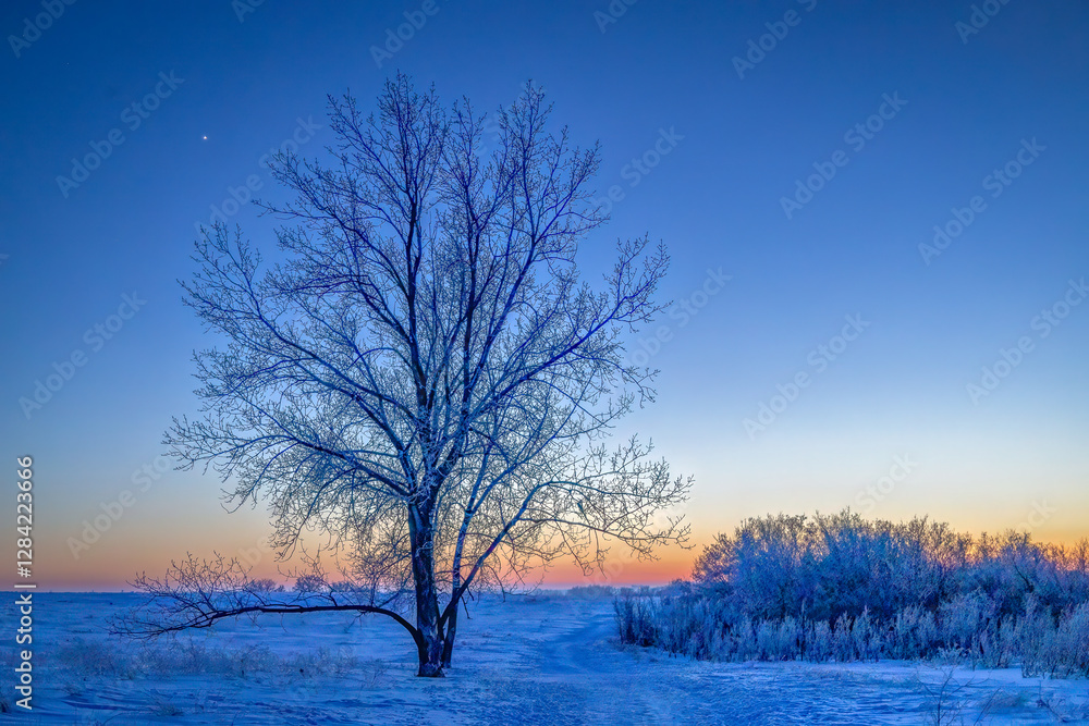 Lonely winter tree at twilight. Lonely winter tree at twilight.