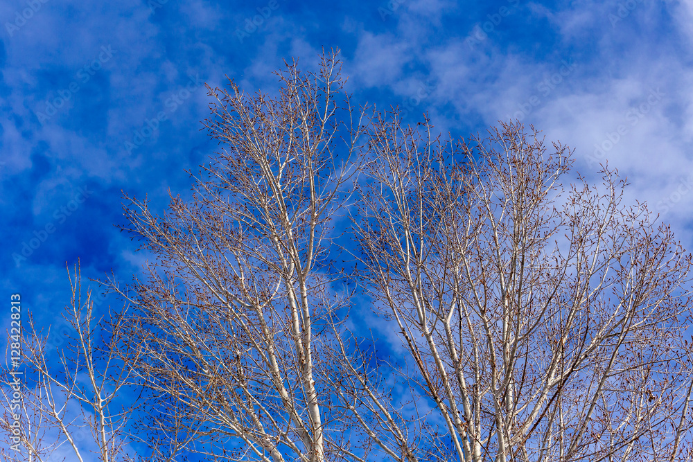 Blue sky and clouds behind bare trees in winter Blue sky and clouds behind bare trees in winter