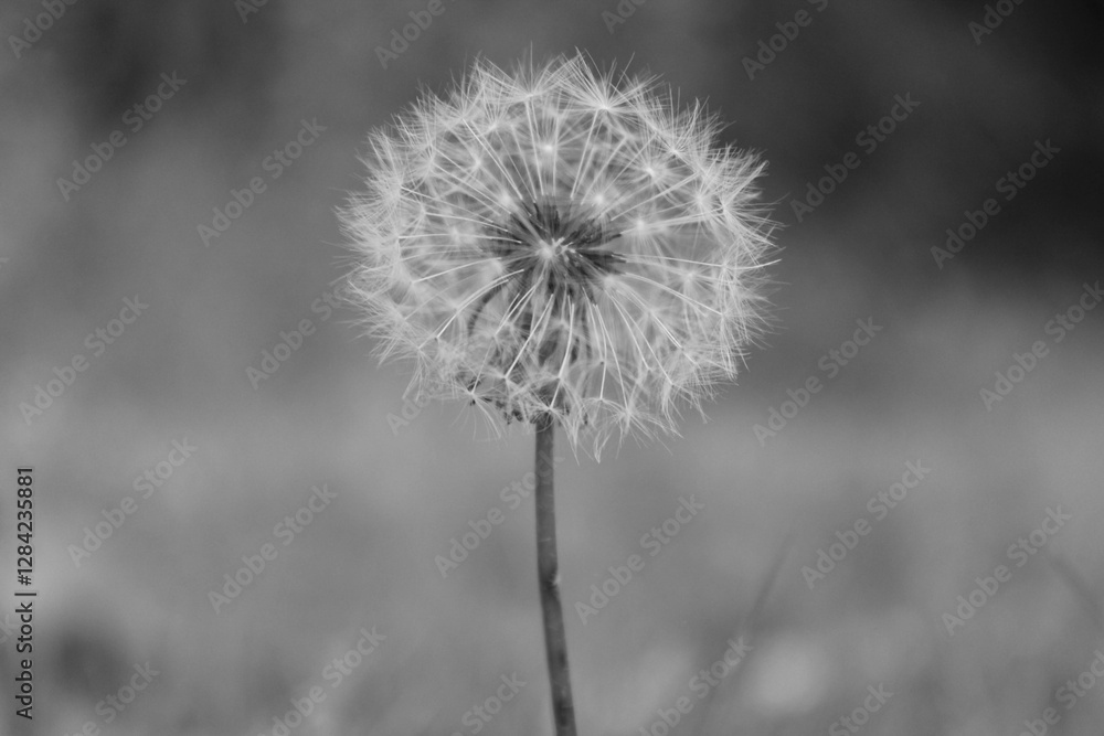 Ethereal Dandelion in Monochrome – Nature's Fragile Beauty Ethereal Dandelion in Monochrome – Nature's Fragile Beauty