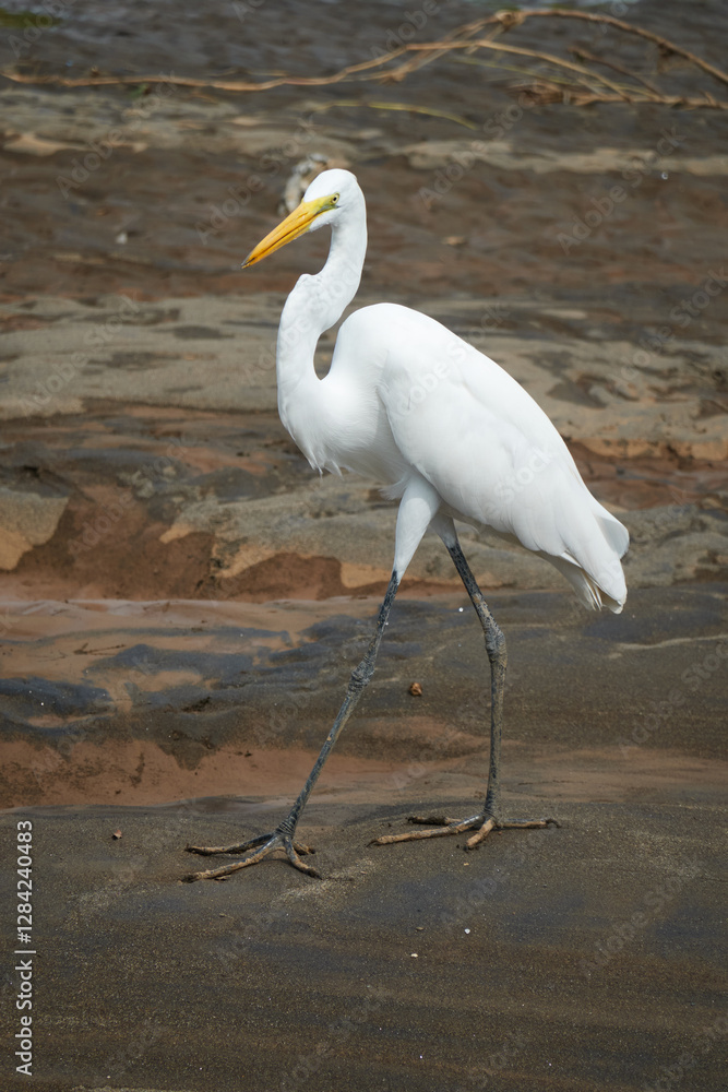 Jaco, Costa Rica - November 21, 2024 - Great Egret - Ardea alba, in the banks of Tarcoles river, in Puntarenas province