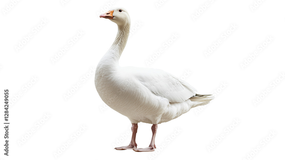 Confident white goose on plain backdrop Confident white goose on plain backdrop