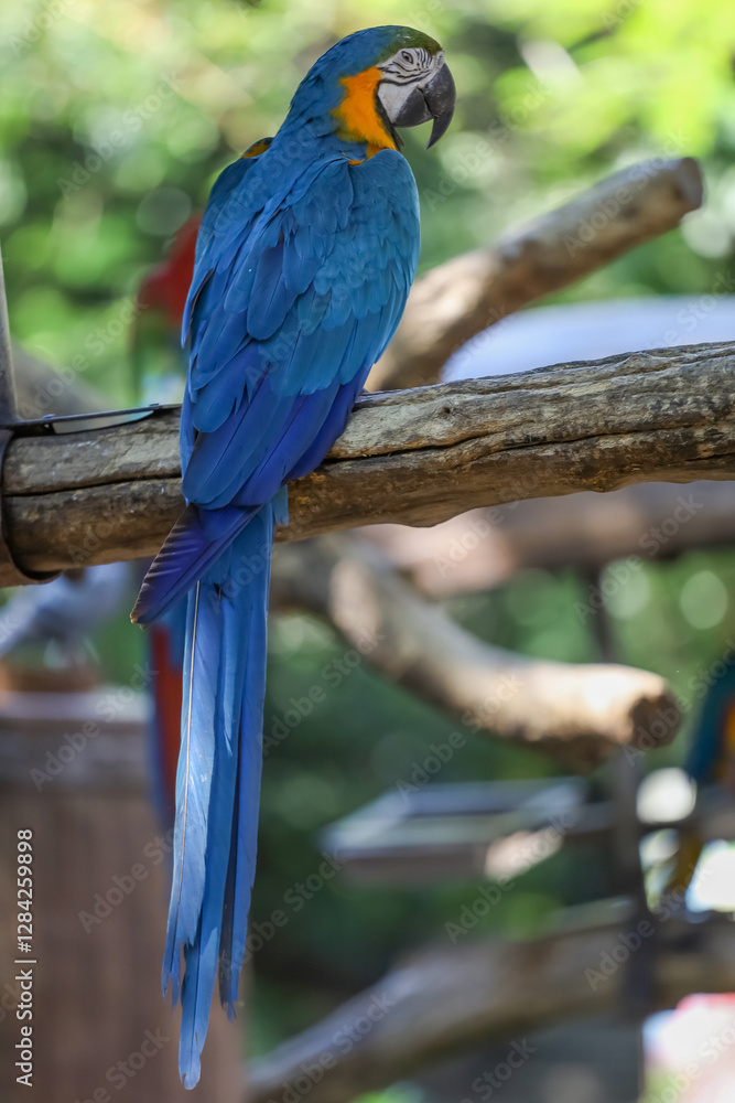 Obraz premium Close up the Blue and yellow macaw parrot bird in garden