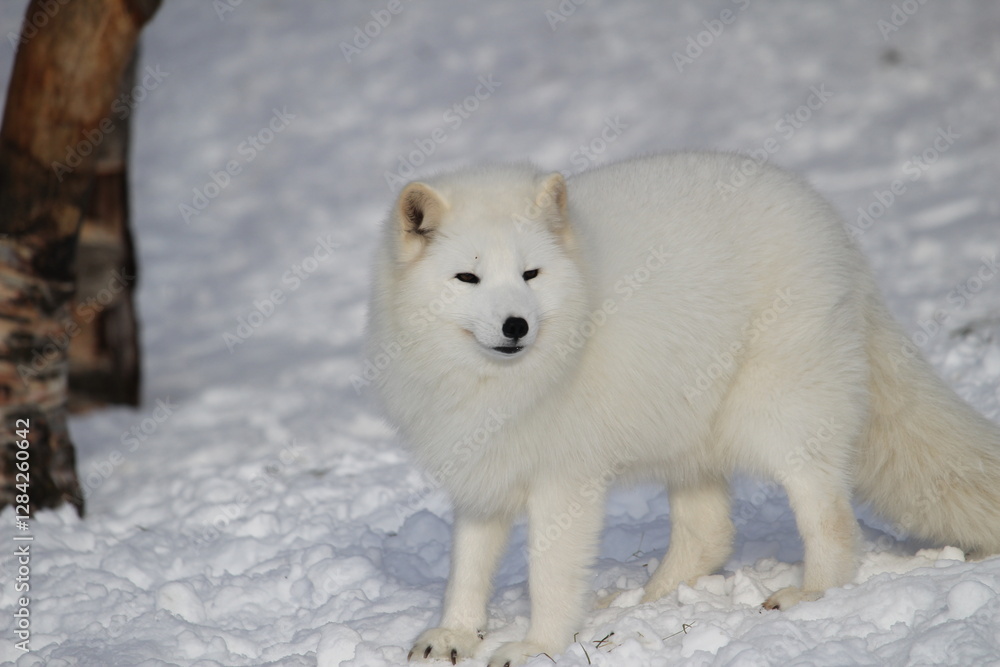 Naklejka premium Arctic fox
