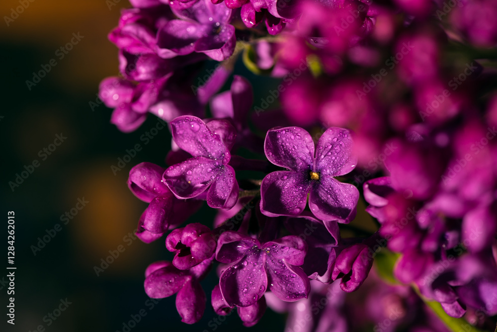 Macro shot bright violet lilac flowers. Abstract romantic floral background. Macro shot bright violet lilac flowers. Abstract romantic floral background.