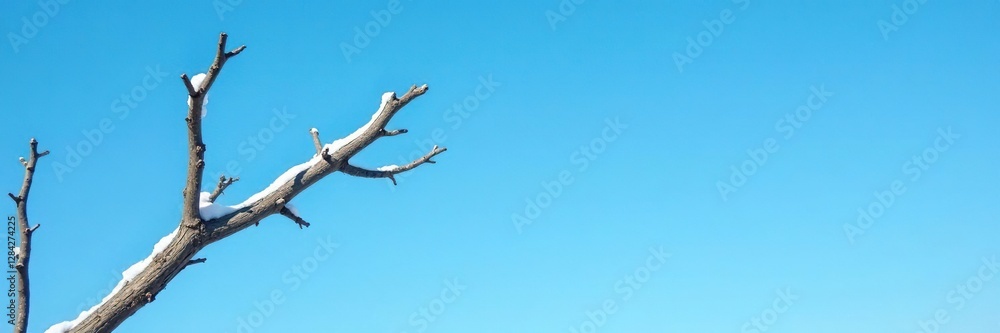 A dead branch against the bright blue sky in winter, branch, isolated A dead branch against the bright blue sky in winter, branch, isolated