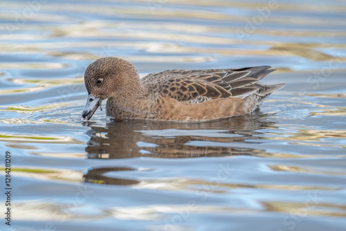 Wigeon duck swimming in water, close up