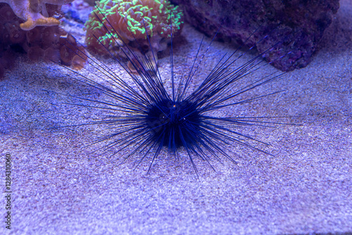 Diadema setosum – Long-Spined Sea Urchin on Coral Reef. photo