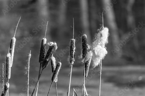 Canvastavla Schilf trotzt dem Winter