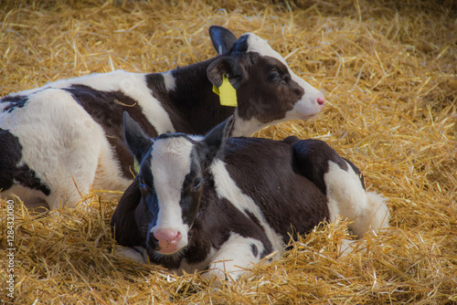 pair of young holstein calves