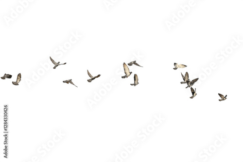 Flocks of flying pigeons isolated on white background. Save with clipping path.