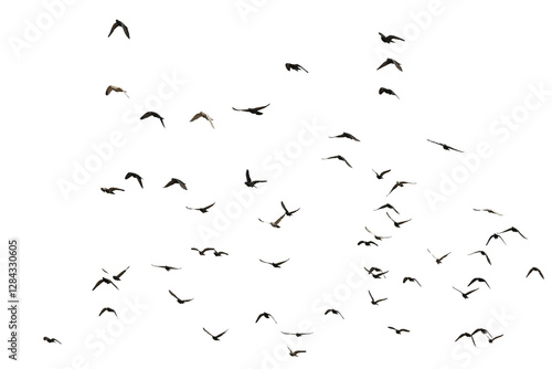 Flocks of flying pigeons isolated on white background. Save with clipping path.