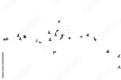 Flocks of flying pigeons isolated on white background. Save with clipping path.
