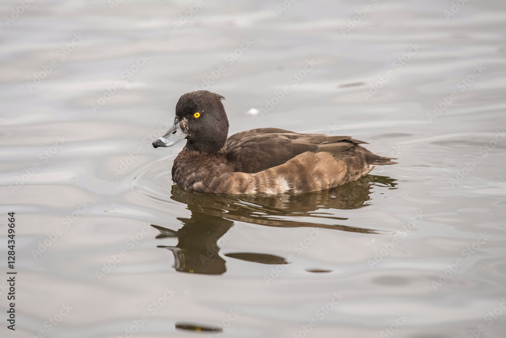 Tufted duck on a loch in Scotland, close up Tufted duck on a loch in Scotland, close up