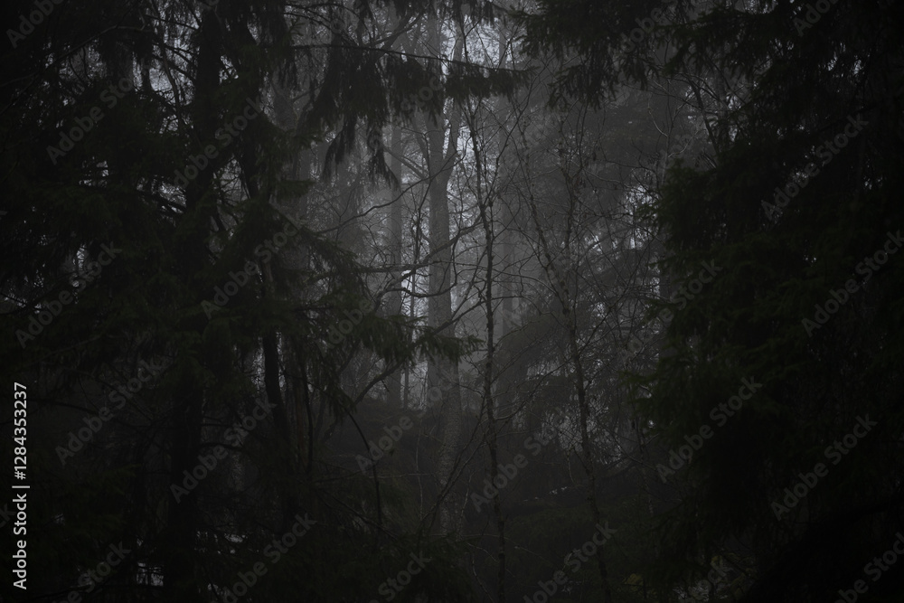 Fototapeta premium A quiet rainy morning in a coniferous forest in Norway in winter
