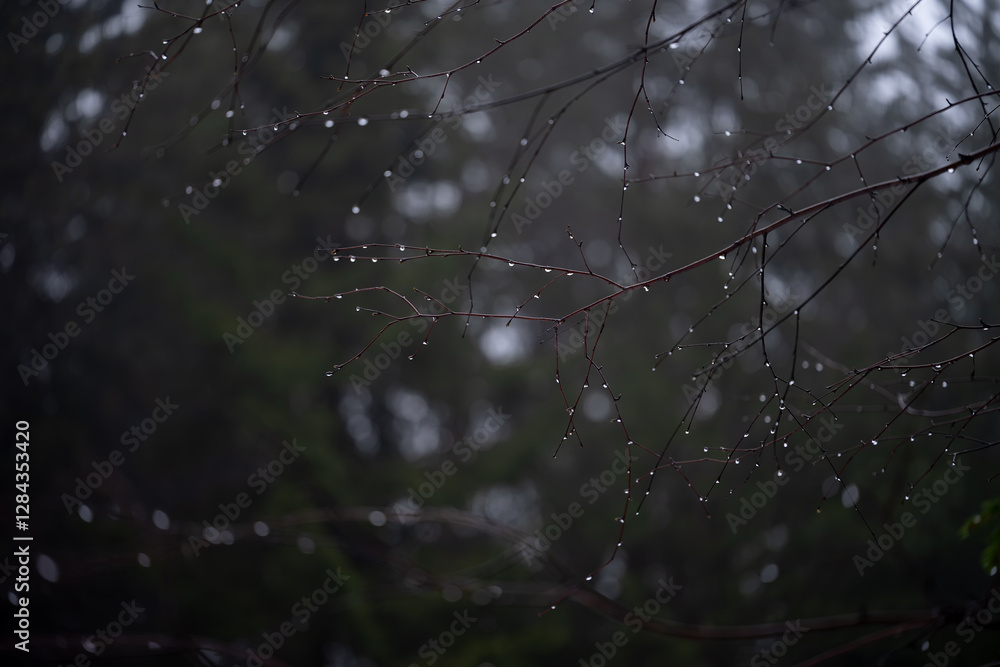 Norwegian coniferous forest in winter, rainy morning, water drops on branches, close-up, macro Norwegian coniferous forest in winter, rainy morning, water drops on branches, close-up, macro