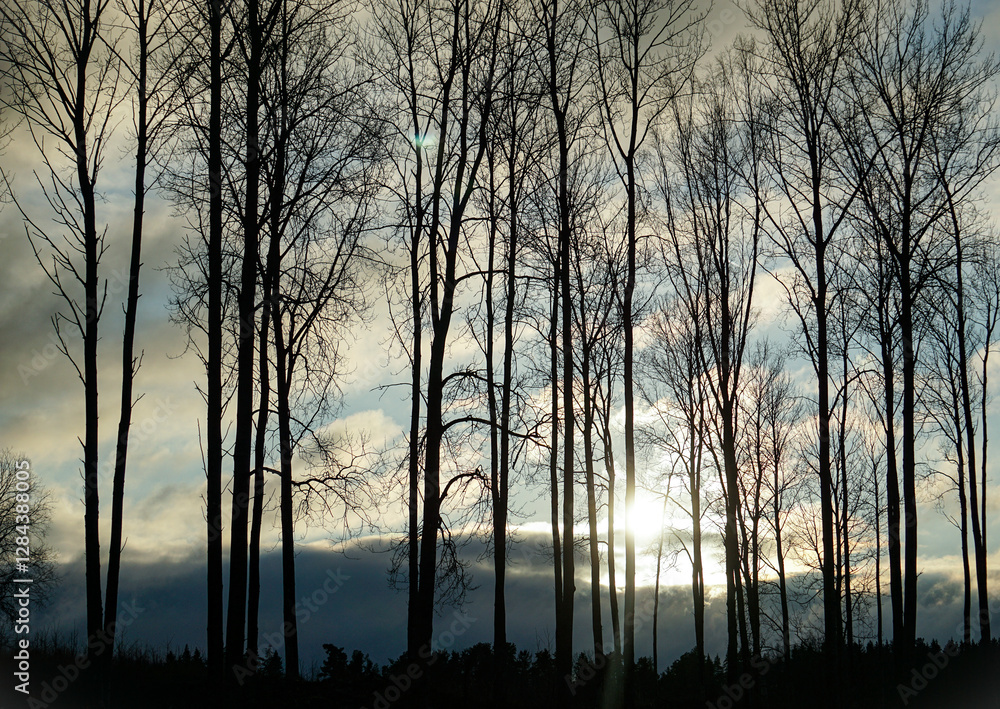 Low angle of trees against the sky during sunset Low angle of trees against the sky during sunset