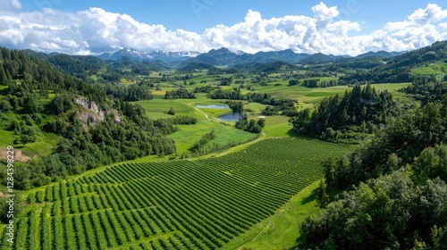 Lush green vineyard rows stretch across a scenic mountain valley under a bright summer sky.
