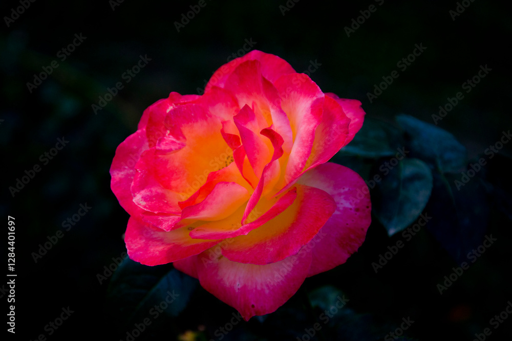 Close up of a pink rose on the green background Close up of a pink rose on the green background