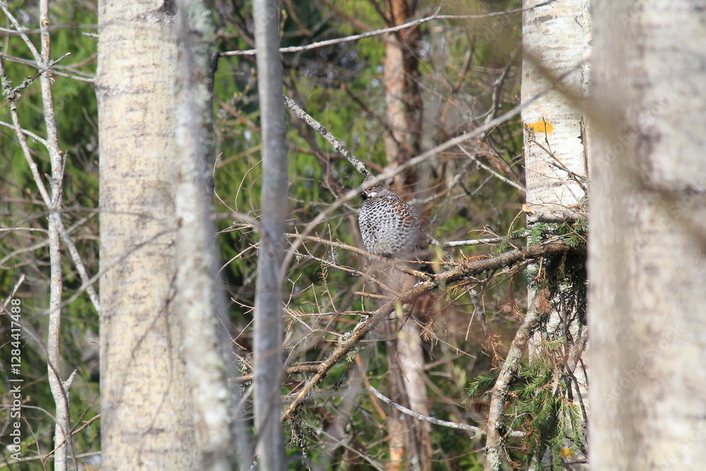 Obraz premium male hazel grouse among the trees in mid-May