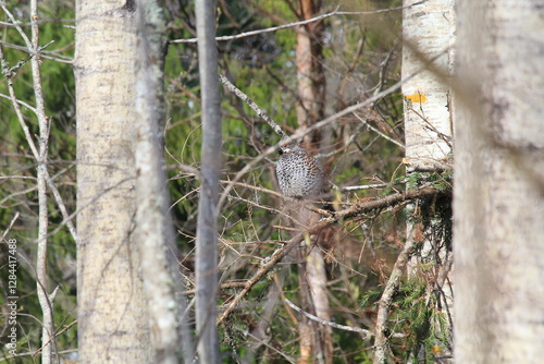Obraz na plátně male hazel grouse among the trees in mid-May
