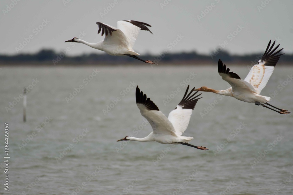 Whooping Crane Family