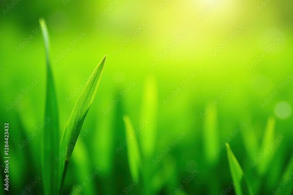 Obraz premium Vibrant Green Blades of Grass in Sunlight, a Close-Up View of Nature's Lush Beauty and Serenity
