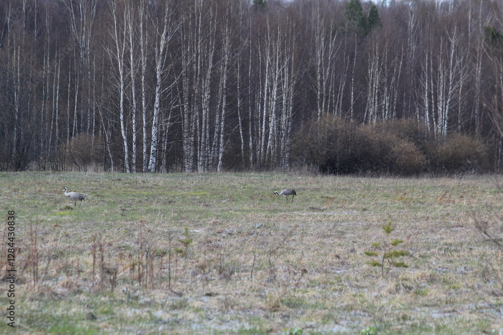 mating games of two common cranes in early May in a field mating games of two common cranes in early May in a field