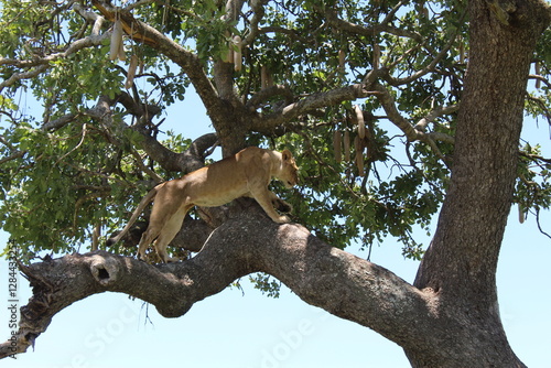 Lion climbing a tree in massai maara national park in africa photo