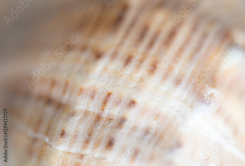shell texture close up