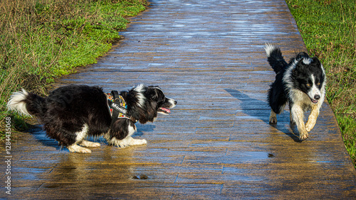 border collie dog