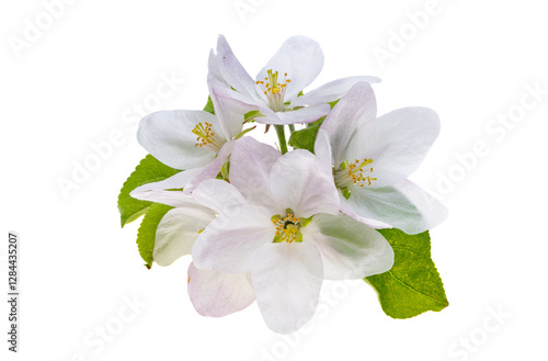 Obraz na płótnie apple tree flowers isolated w salonie