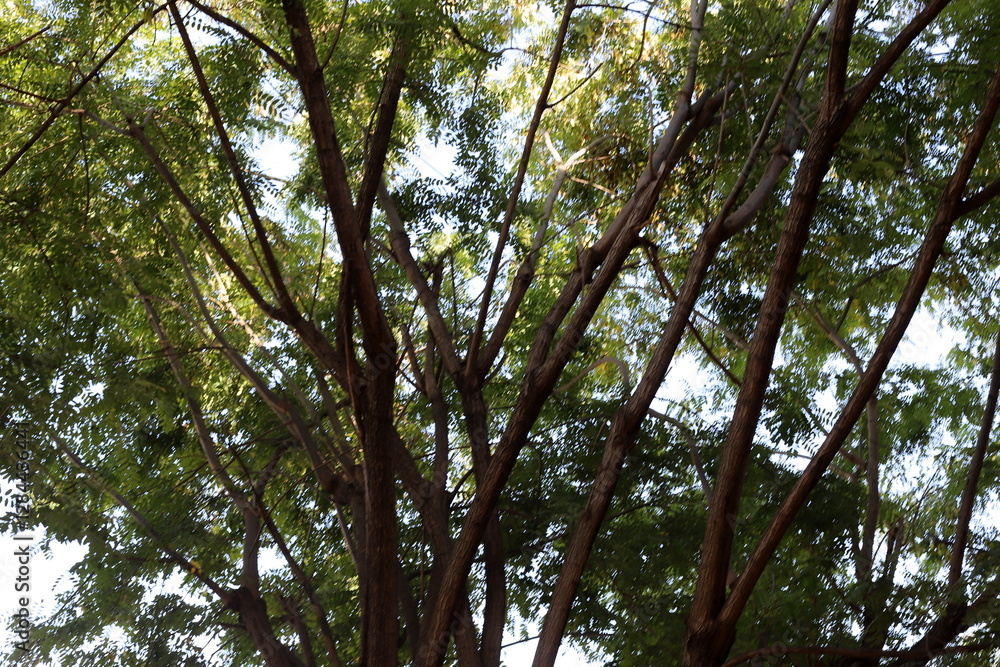 Fototapeta premium Natural nature background. Nature in Israel close-up.