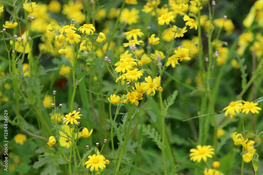 Natural nature background. Nature in Israel close-up. Natural nature background. Nature in Israel close-up.
