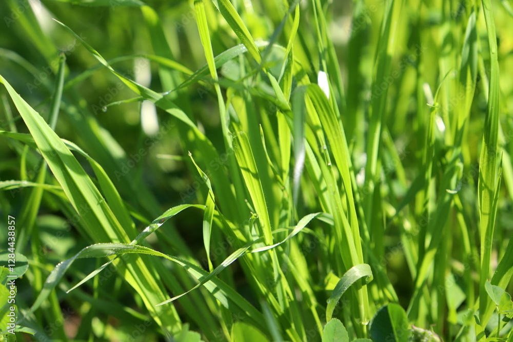 Natural nature background. Nature in Israel close-up. Natural nature background. Nature in Israel close-up.