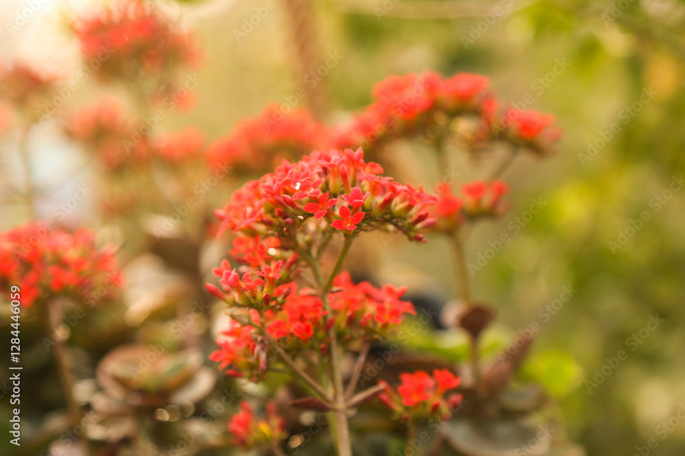 Succuant s decoration tree with red flowers(Scientific name: Chalanchoe blossfeldiana Poellnitz).Kalanchoe blossfeldiana flower are blooming in the garden
Succuant s decoration tree with red flowers(Scientific name: Chalanchoe blossfeldiana Poellnitz).Kalanchoe blossfeldiana flower are blooming in the garden