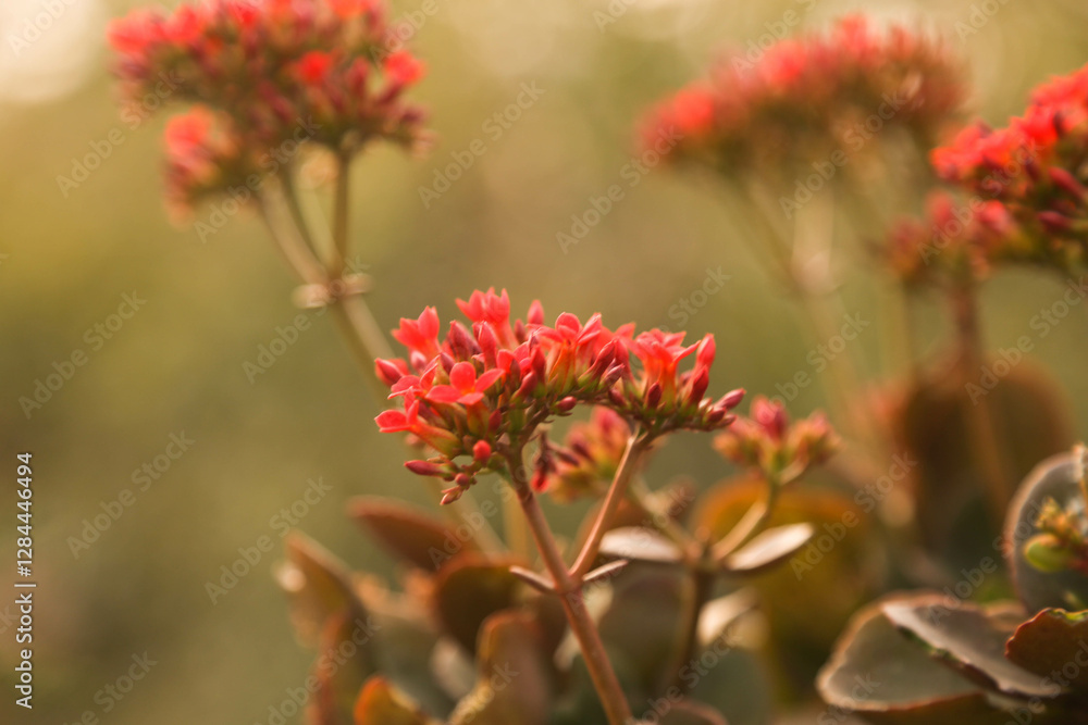 Succuant s decoration tree with red flowers(Scientific name: Chalanchoe blossfeldiana Poellnitz).Kalanchoe blossfeldiana flower are blooming in the garden
Succuant s decoration tree with red flowers(Scientific name: Chalanchoe blossfeldiana Poellnitz).Kalanchoe blossfeldiana flower are blooming in the garden
